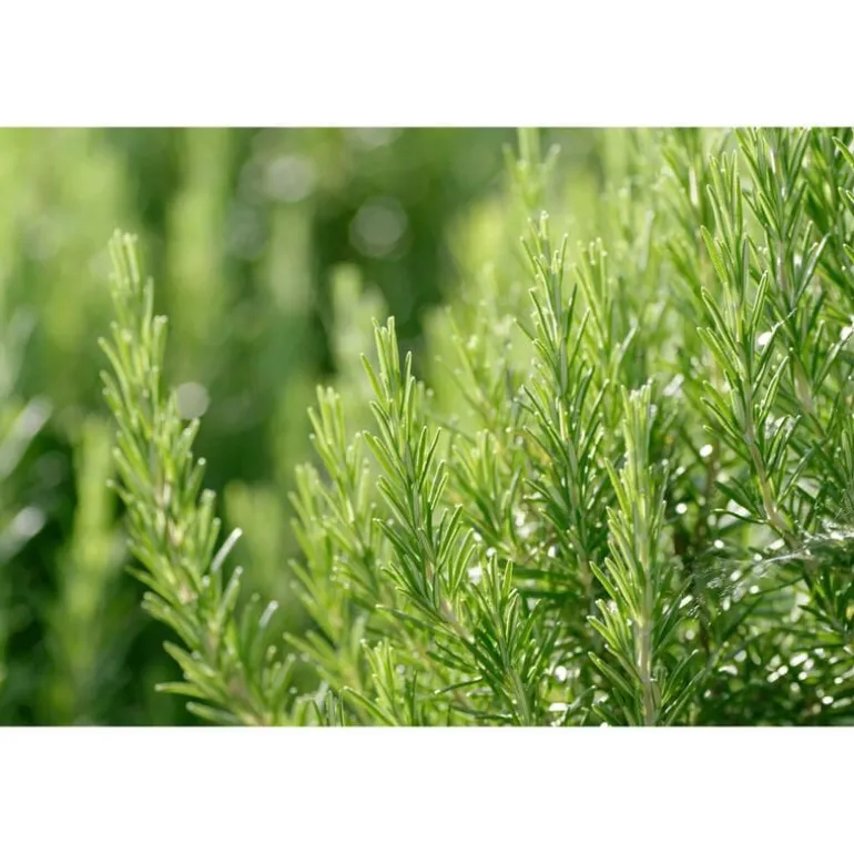 Weleda Men hydraterende crème