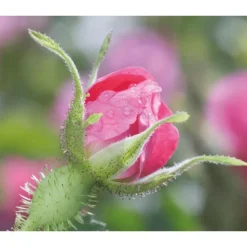 Weleda Wilde Rozen & Witte Thee Vitaliserende Dagcrème 40 ML